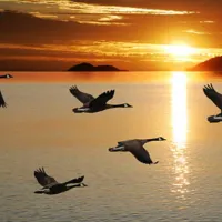 Birds migrating at sunset. 