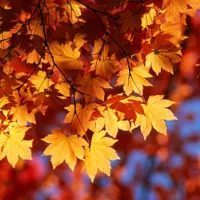 Fall leaves.