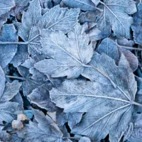 Winter leaves snow covered.