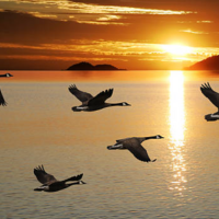 Birds migrating at sunset. 
